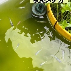 夜桜メダカの卵 15個の画像