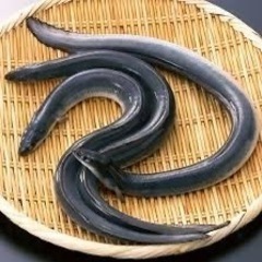 うなぎって、美味しいですよね