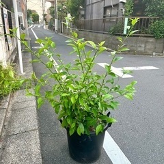 [植物売ります] 風林仏桑花