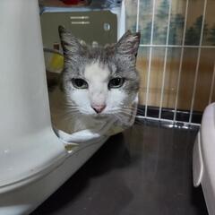 猫エイズ陽性、かわいい女の子(成猫)