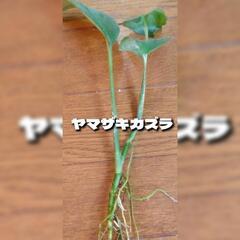 ヤマザキカヅラ　1株【値段交渉歓迎】の画像