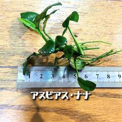 無農薬　アヌビアスナナ