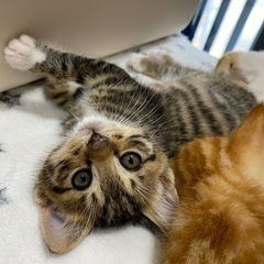 ヘリンボーンのような綺麗なトラ柄の子猫です