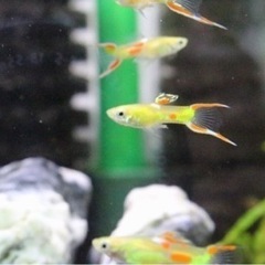 エンドラーズライブベアラー　稚魚　10匹100円の画像