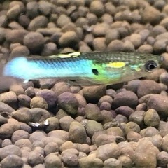 エンドラーズライブベアラー　稚魚　10匹100円の画像