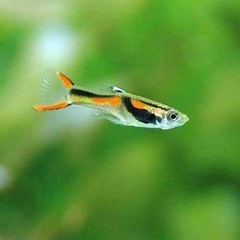 エンドラーズライブベアラー　稚魚　10匹100円の画像