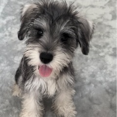 犬友募集♪