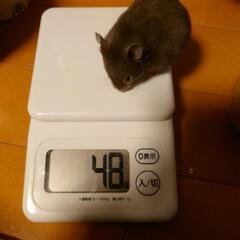 セーブルバンデットの赤ちゃん - その他