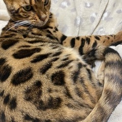 オス猫ちゃん2匹(ベンガルは決まりました)