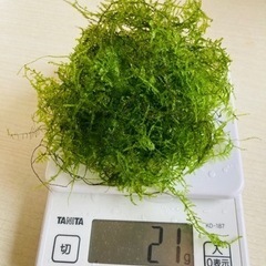 ウィローモス 20g  無農薬　の画像
