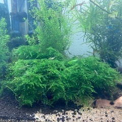 ウィローモス 20g  無農薬　