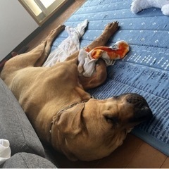 土佐犬【急募】