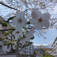 三浦市お住まいの方手伝ってください