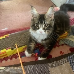 メインクーン♂２歳の譲渡