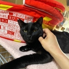 甘えん坊な黒猫くん♡去勢済み