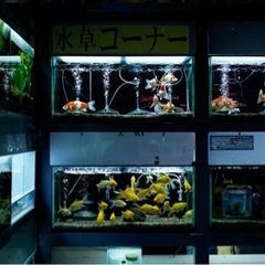 観賞魚、水槽、キャビネット 処分します！