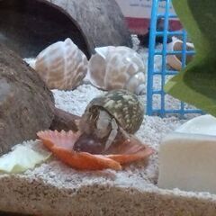 オカヤドカリ２匹と飼育セットの画像