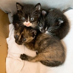 ①サビ猫　良い出会いがありました。ありがとうございました。