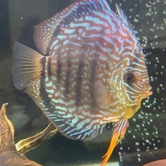 熱帯魚　ディスカス