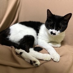 里親決まりました☺️