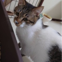 助けてください 里親募集