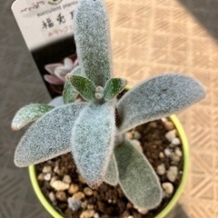 福兔耳　カランコエ属の画像