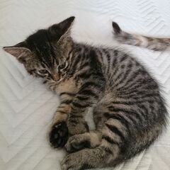 家猫に生まれた仔猫を、育てみませんか。里親さん募集中。