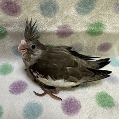 オカメインコ雛