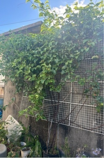 生活雑貨 家庭用品 ガーデニング