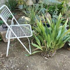 大株ハラン　葉蘭　庭木　植物