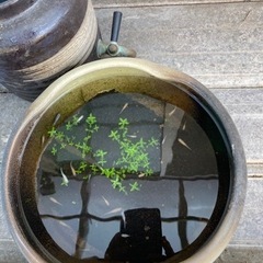 メダカ（受付終了）