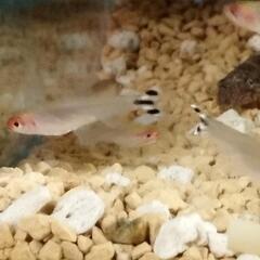 熱帯魚