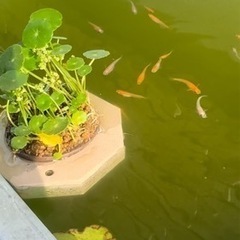 楊貴妃めだか
