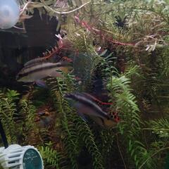 【水槽関連】ペルビカプルケール　幼魚5匹　パート4
