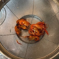 本日！明治神宮散歩orザリガニ釣り(小岩)