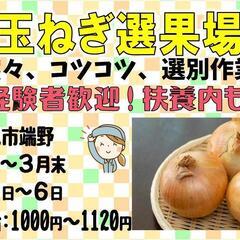 【8月～3月末】たまねぎ選別〈端野〉