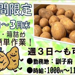 【期間限定☆8月～3月末】じゃがいも選別〈訓子府〉