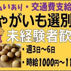 【7/29～3/15】じゃがいも選別〈北見〉