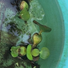 ほてい草の子株とマルタニシの稚貝の画像