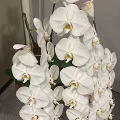 立派な胡蝶蘭（花の欠けがあります）