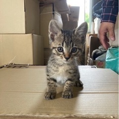 生後2か月半　子猫　男の子
