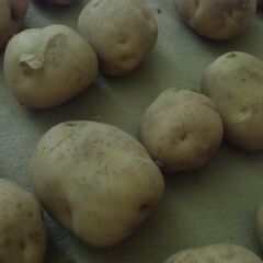 【取引成立】期間限定 不揃い ジャガイモ 格安 1個20円にてお譲りします。※最大25個までお譲り可能です。の画像