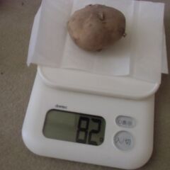 【取引成立】期間限定 不揃い ジャガイモ 格安 1個20円にてお譲りします。※最大25個までお譲り可能です。の画像