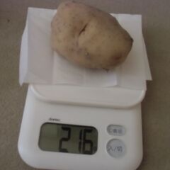 【取引成立】期間限定 不揃い ジャガイモ 格安 1個20円にてお譲りします。※最大25個までお譲り可能です。の画像