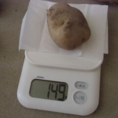 【取引成立】期間限定 不揃い ジャガイモ 格安 1個20円にてお譲りします。※最大25個までお譲り可能です。の画像