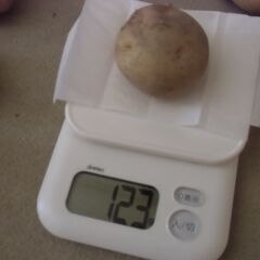 【取引成立】期間限定 不揃い ジャガイモ 格安 1個20円にてお譲りします。※最大25個までお譲り可能です。の画像