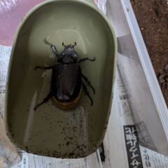 ネプチューンオオカブト　メス