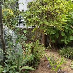 ◯つつじの画像