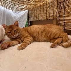 ボス猫の様な貫禄ある　茶トラくん