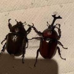 【大事に育ててくれる方限定】カブトムシ♂♀ペア 1セット